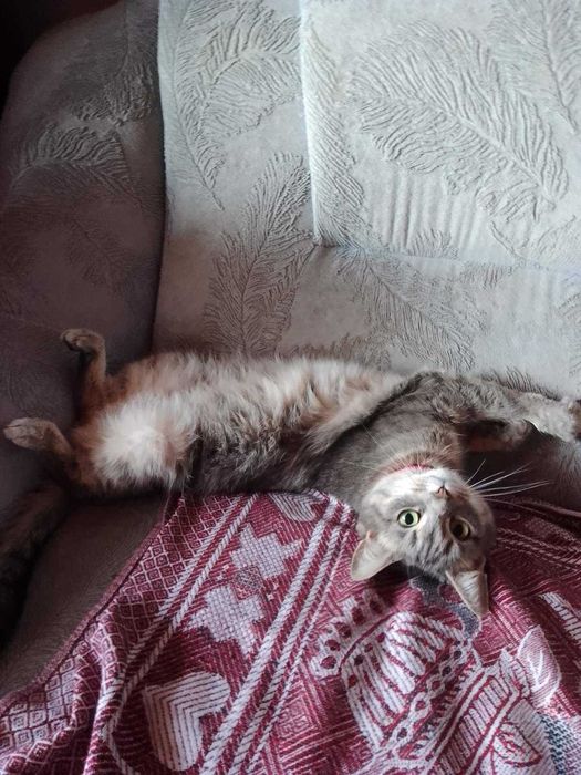 Апостолове загубилася кішка вул. Рекордна