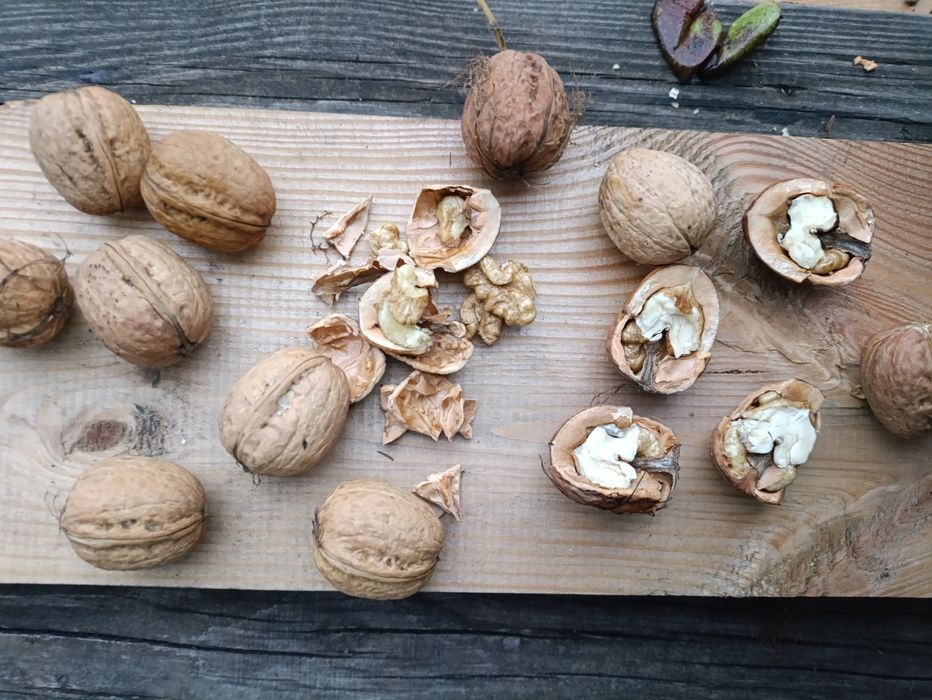 Горіх волоський Грецький