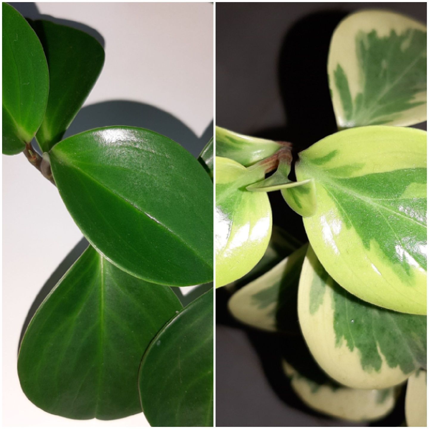 Peperomia tępolistna i Peperomia tępolistna variegata 
2 cięte, kilkul