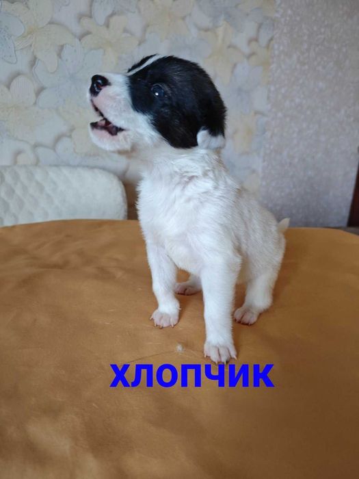 Цуценята шукають родину