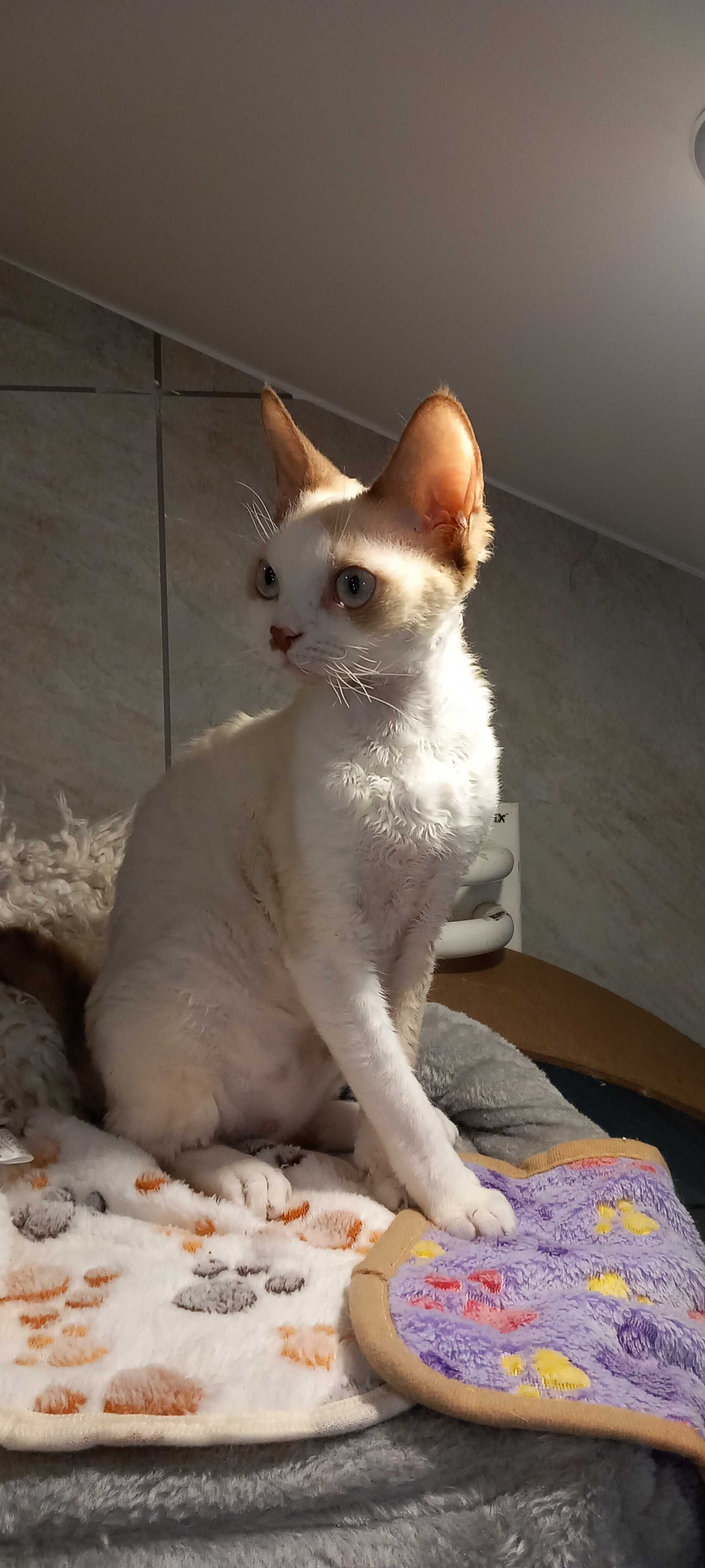 Kotka Devon Rex, do hodowli lub na kolanko