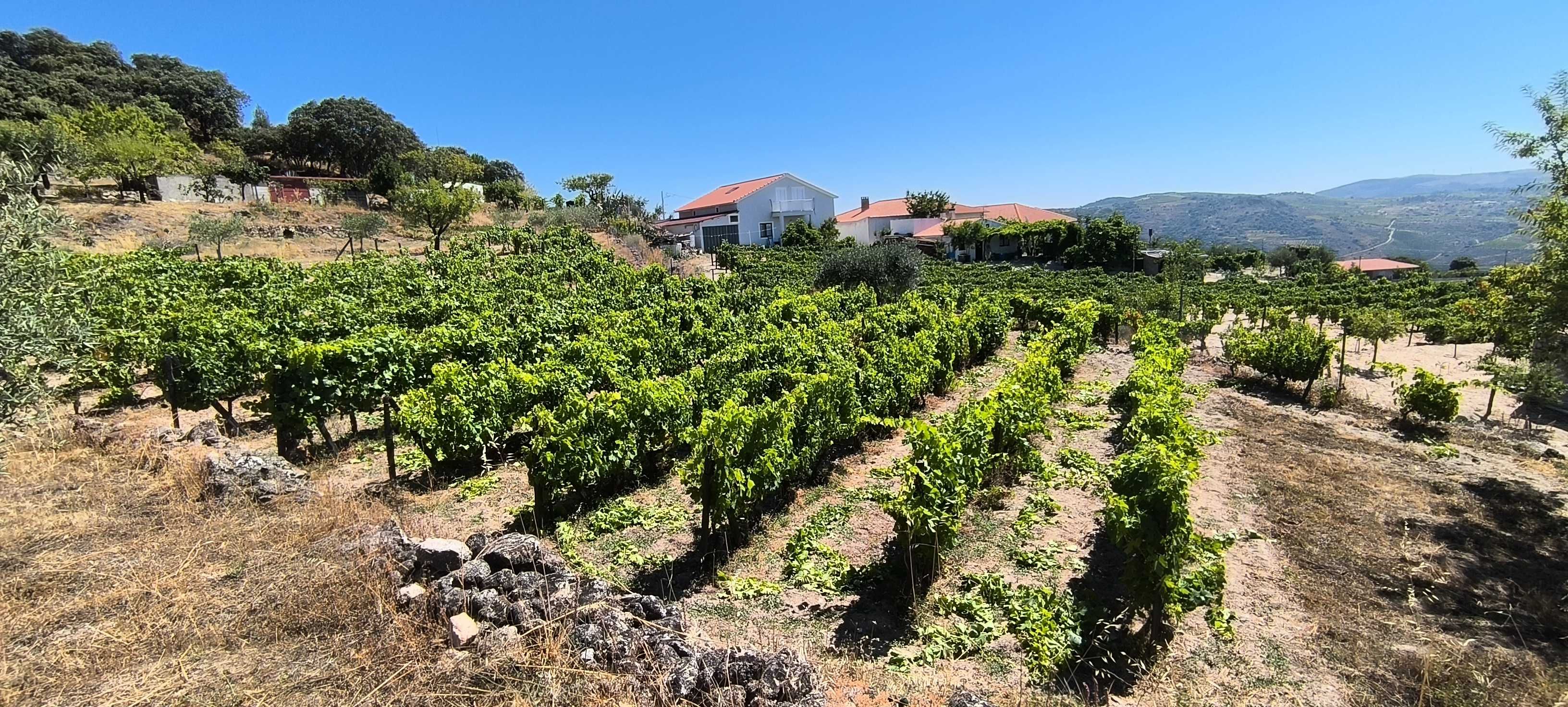 Quintinha no Douro