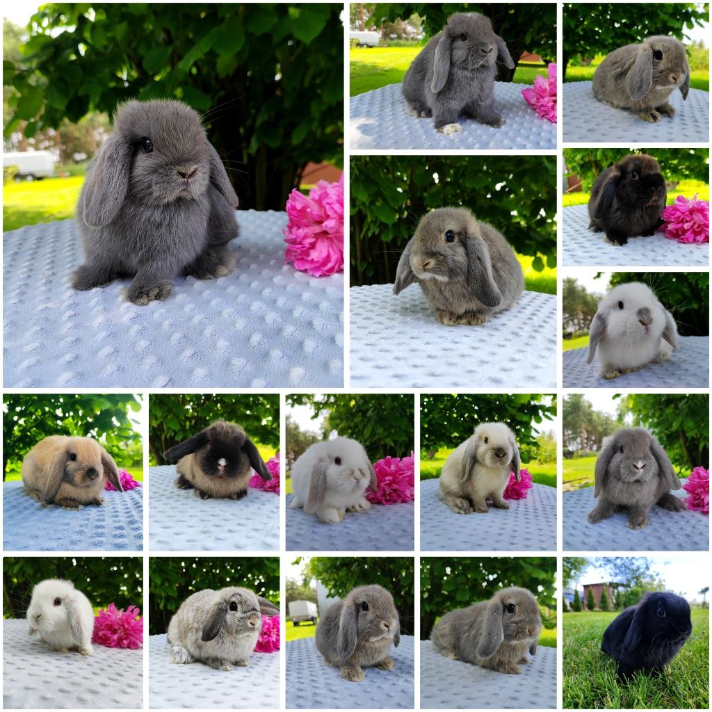Mini lop rasowy metryka legalna hodowla miniaturka baranek