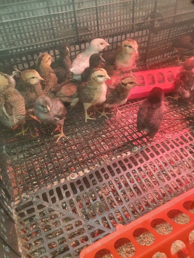 Kura kury aracuany naturalne ekologiczne araucany pisklęta