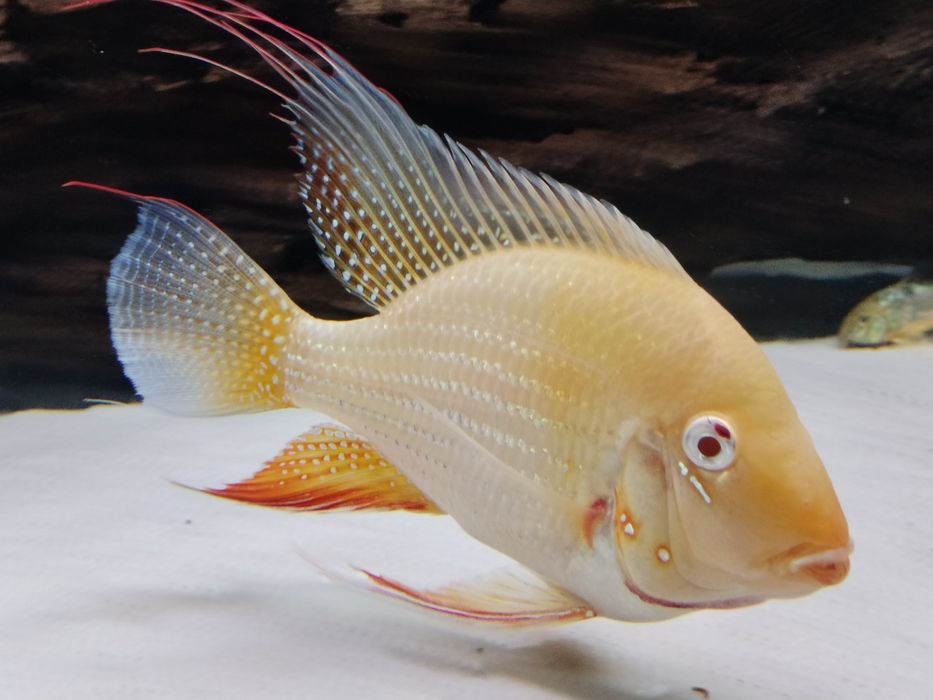 HECKELII ALBINO-Acarichthys adultos