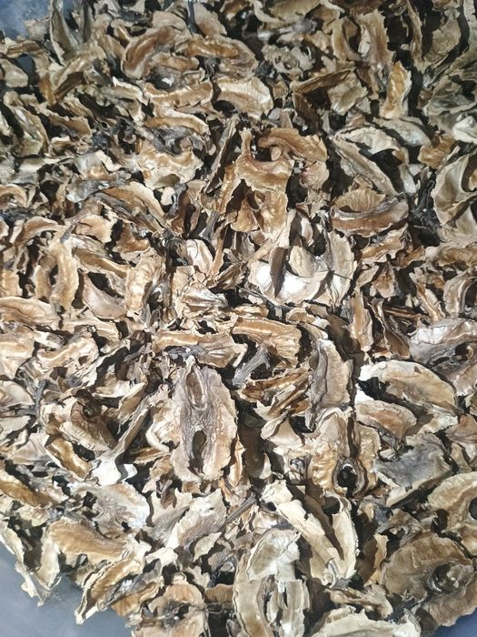 Перетинки з Волоського Горіха 2025