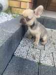 Buldog francuski