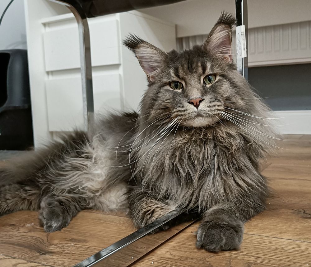 Kotka Maine Coon FPL