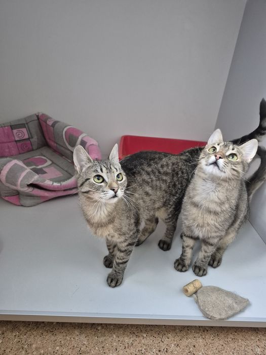 Киці, яких привезли військові, Поппі в Норі. ДоброКіт