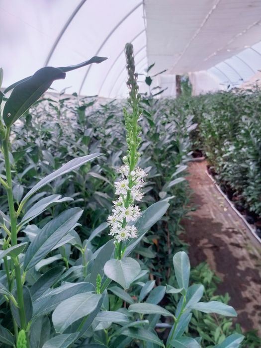 Laurowiśnia odmiana Elly