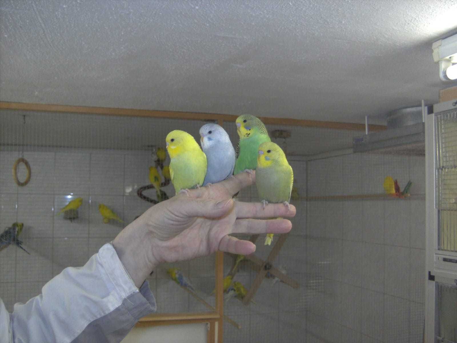 Птенцы волнистый попугай, получех домашиние