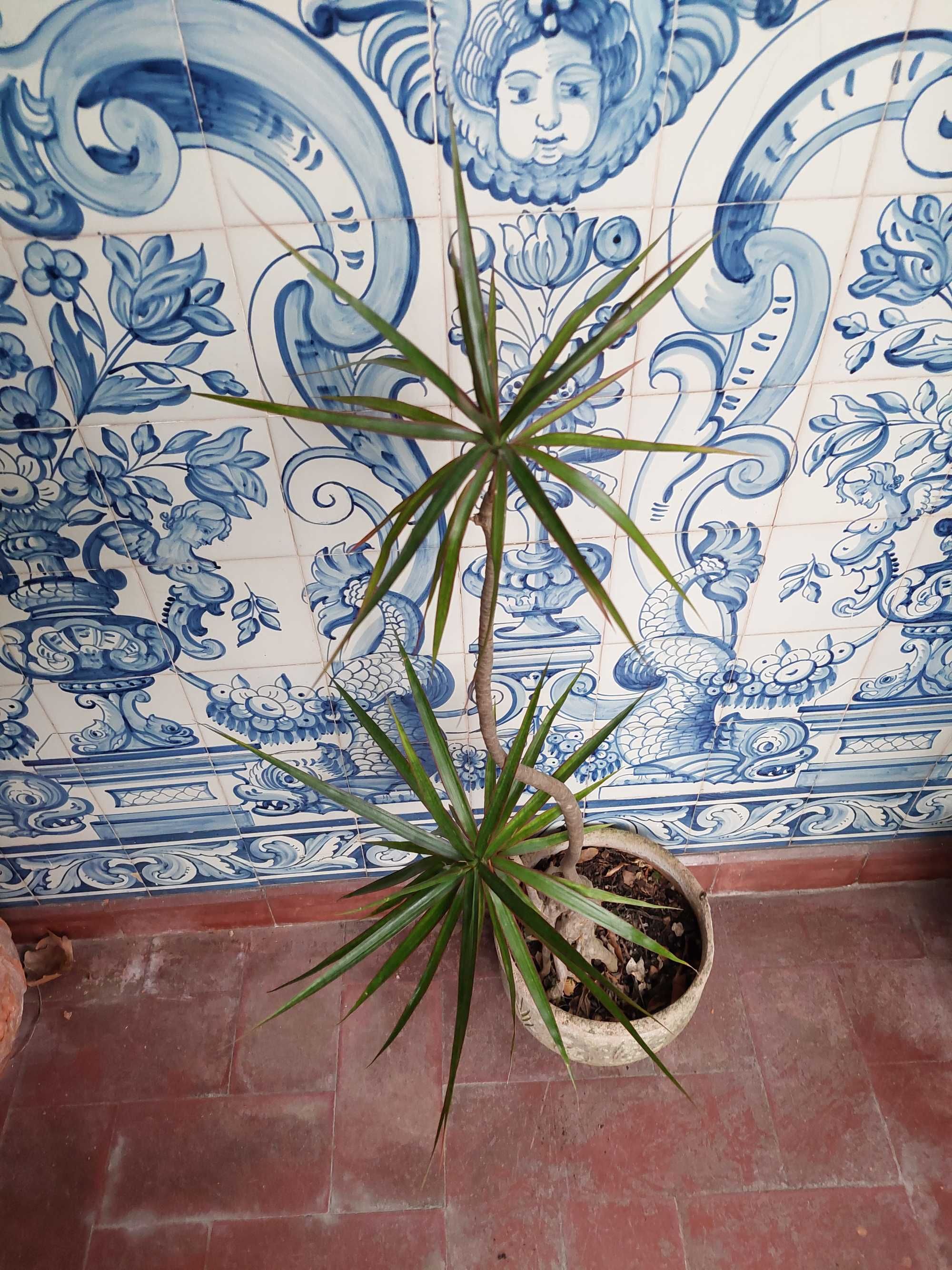 Dragoeiro de Madagáscar – Dracaena marginata