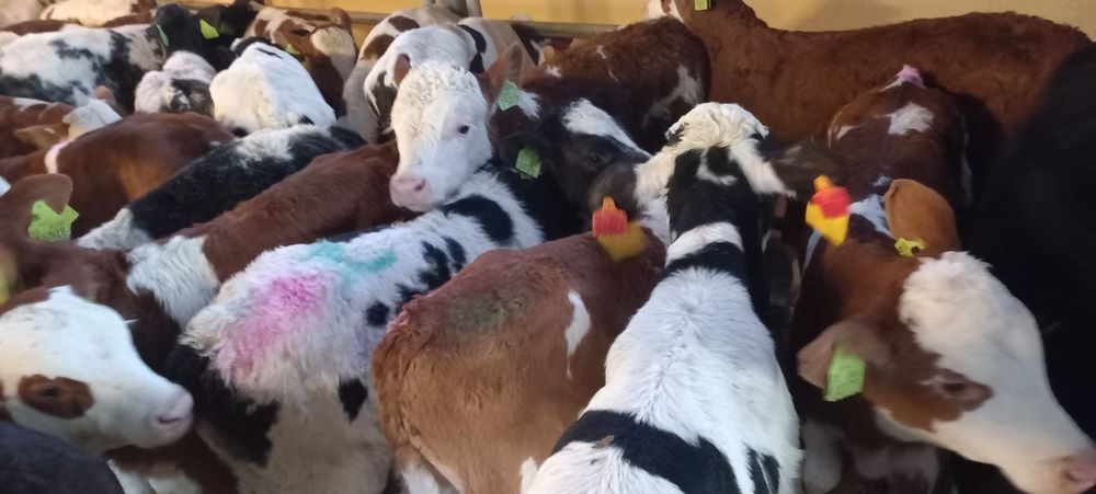 Byczki mięsne oraz krzyżówki ras mięsnych
