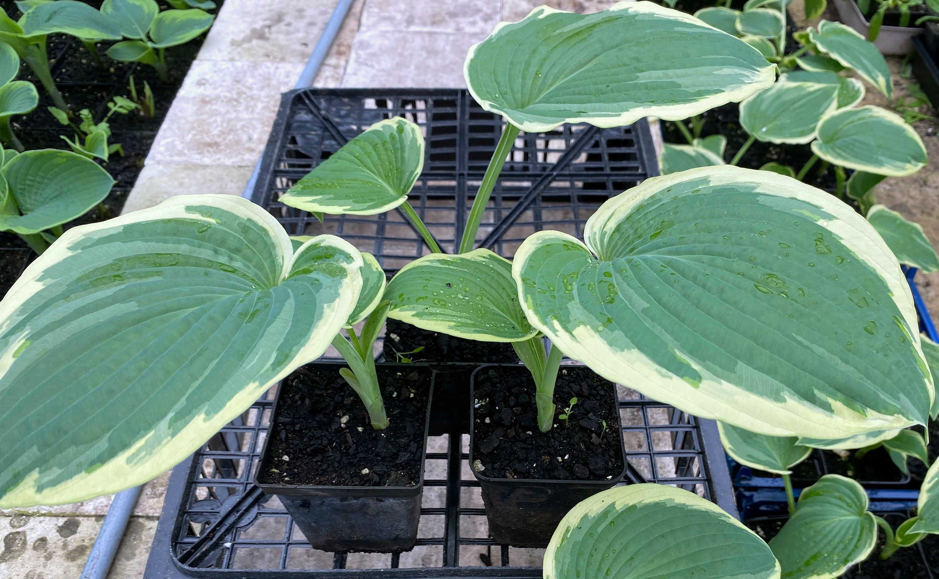 Hosta 'American Halo' Duża odmiana