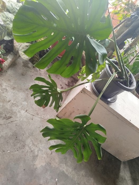 Planta natural grande, monstera deliciosa costela de Adão