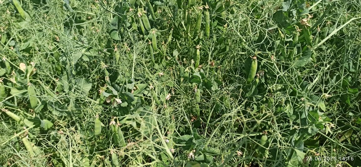 Горох озимий мороз 2га репродукція