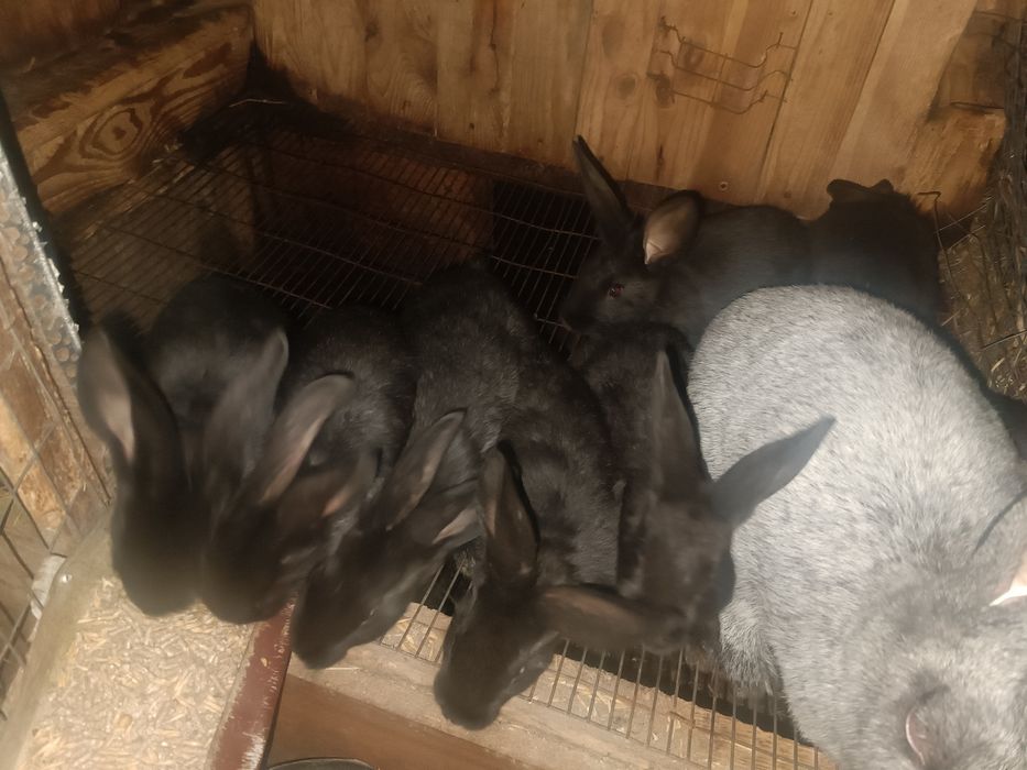 Продам кролі Полтавське Срібло