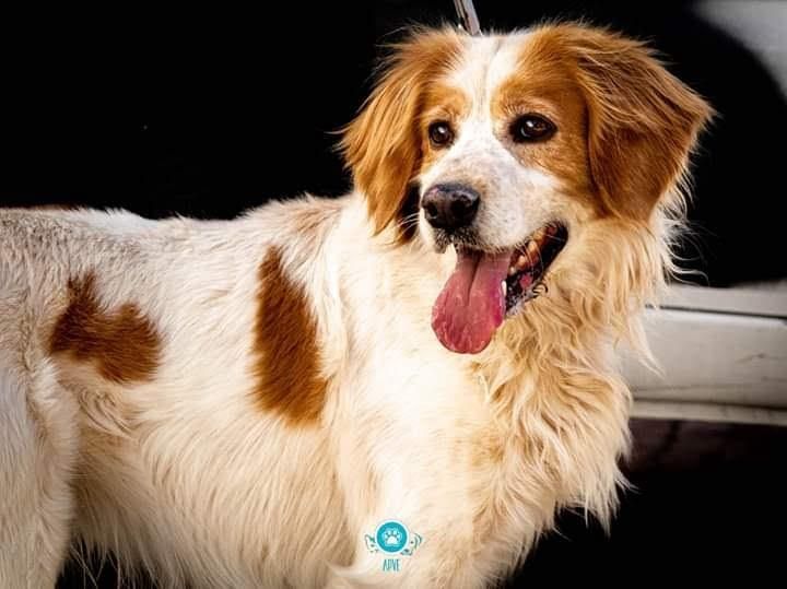 Filha pastora alemã e de cockerspaniel adoção