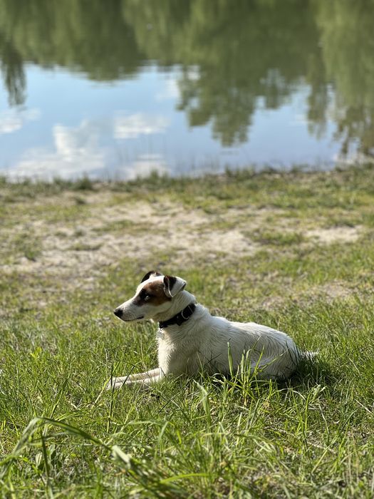 Вʼязка Джек Рассел