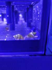 Akwarium morskie ślimak Columbella ekipa sprzątająca real foto