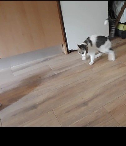 2 gatos para adoção