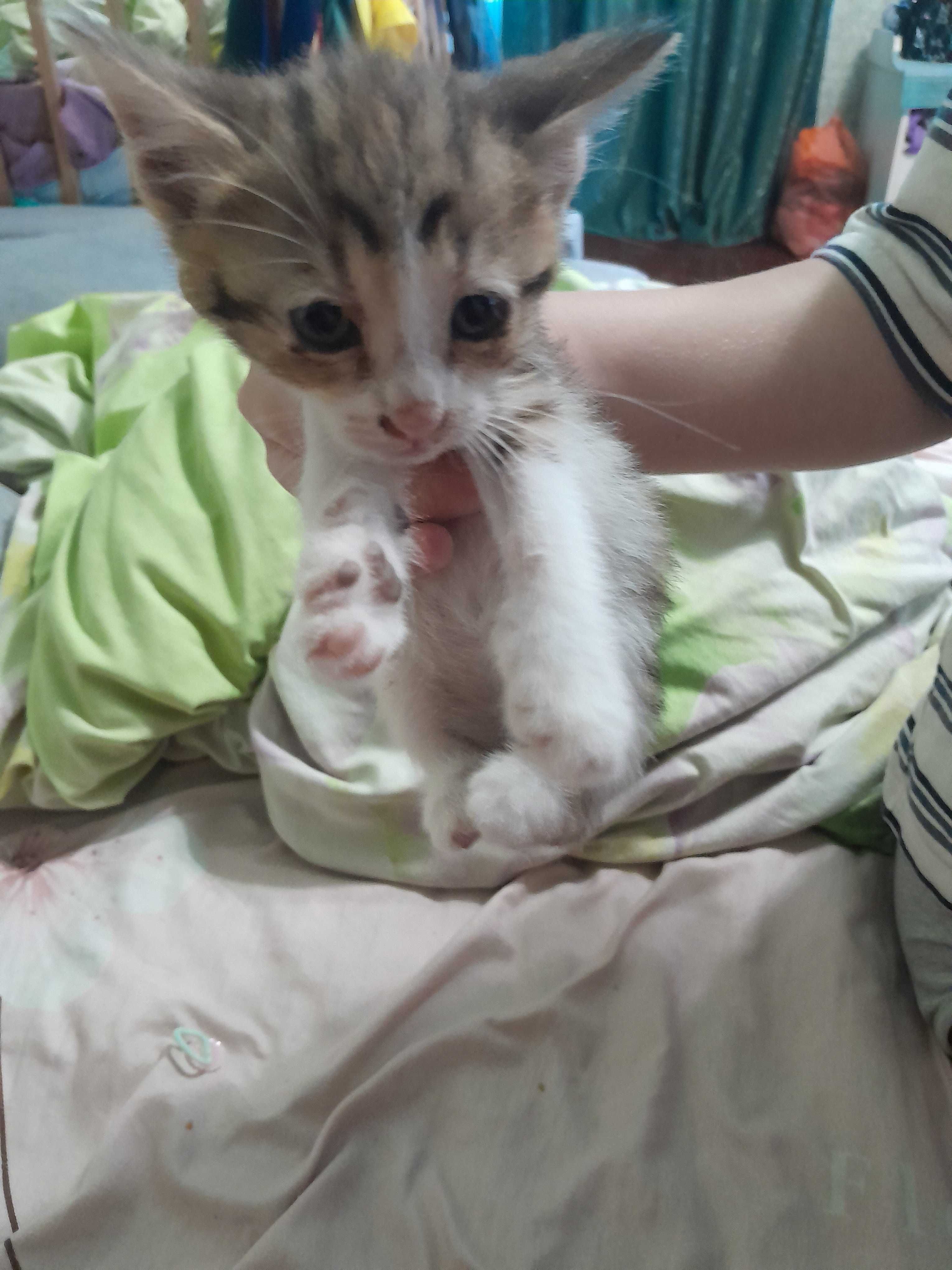 Отдам  милых котят в добрые руки