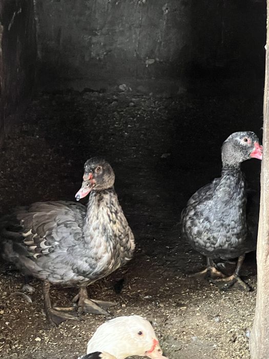 Індо-качка(шипуни)