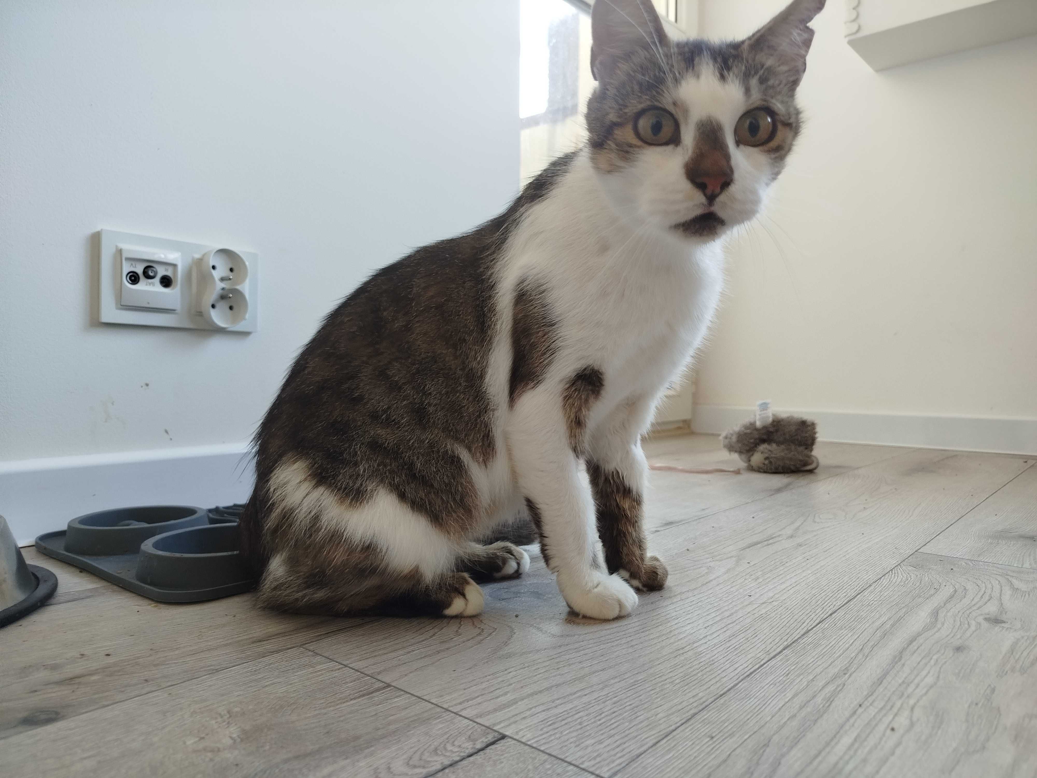 Kotka do adopcji