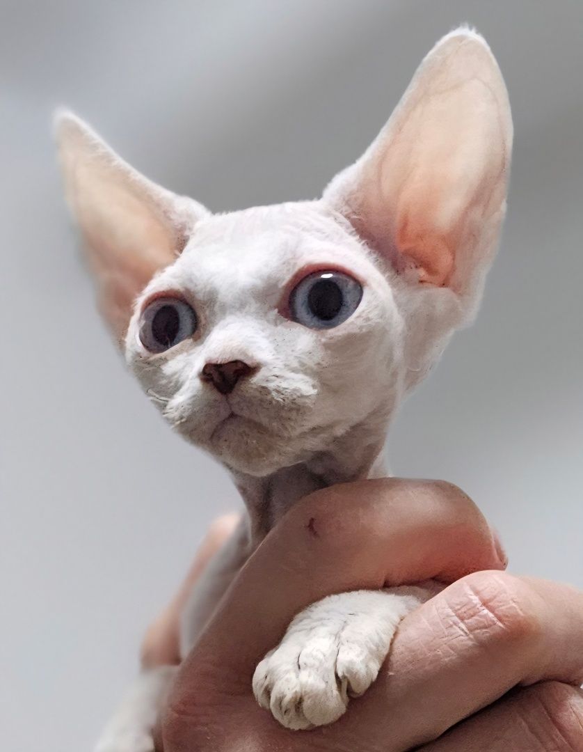 Kotka Devon Rex Zara