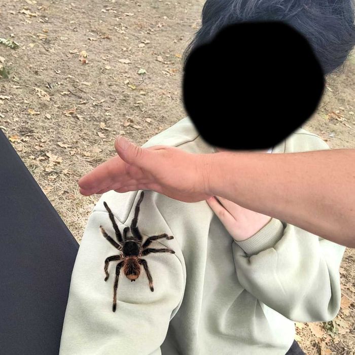 Ptasznik olbrzymi - Lasiodora parahybana - Kudłatka olbrzymia