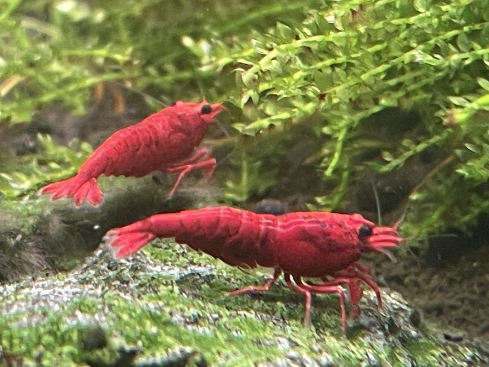 Krewetki Neocaridina Bloody Mary