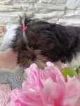 Shih Tzu 4-ro pokoleniowy rodowód (Edzia)