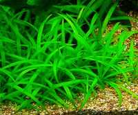 Sagittaria subulata- łatwa roślinka akwariowa.