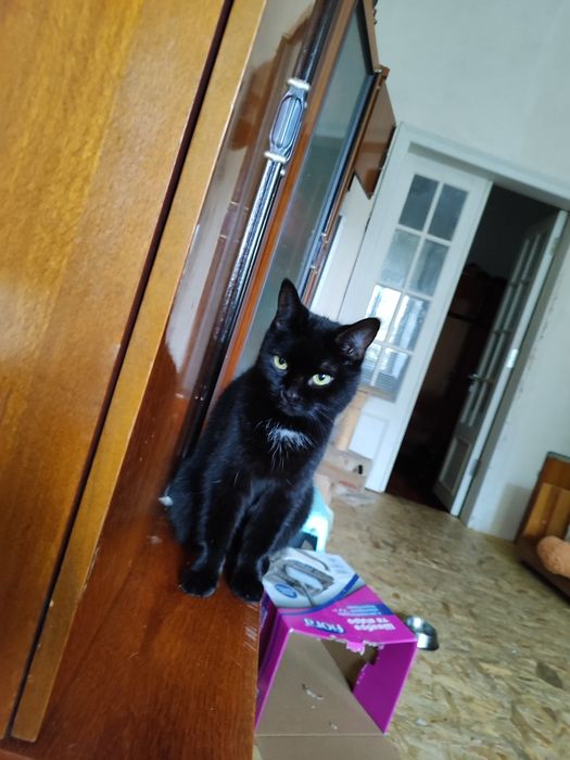 Бесплатно отдаётся в хорошие руки кошечка