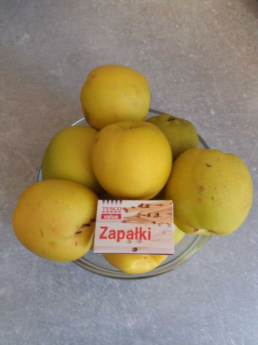 Ekologiczny pigwowiec chiński