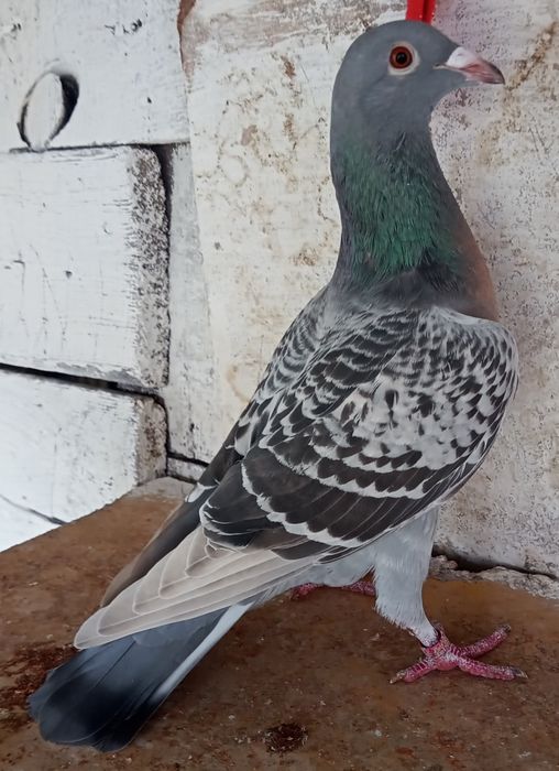 Sprzedam pocztowe kolorowe