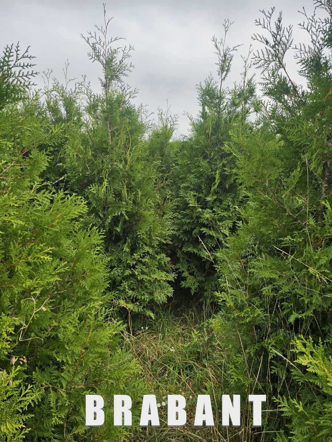 Tuja Brabant/Szmaragd 250 , 220 cm SADZIMY (dostawa GRATIS cały kraj)