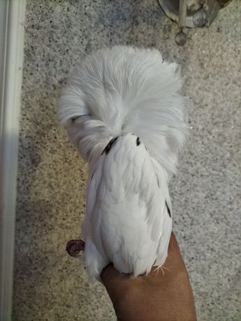 Продам голубів породисті