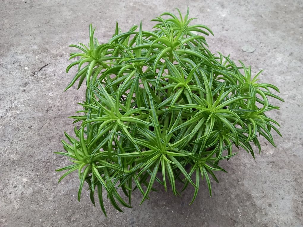 Pepperomia domowa