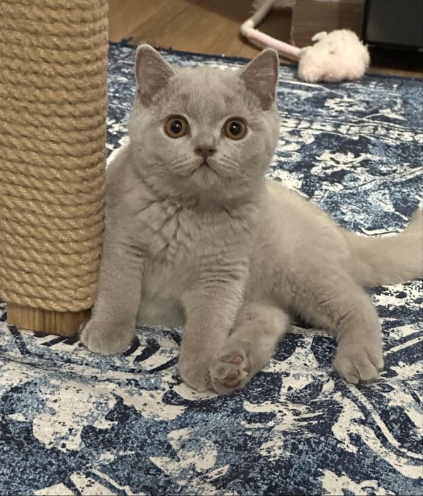 Kot Brytyjski  krótkowłosy