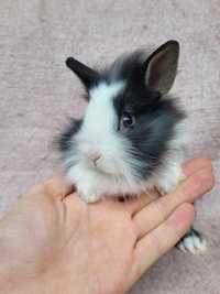 Karzełek Teddy,  królik miniaturka,  króliki miniaturki