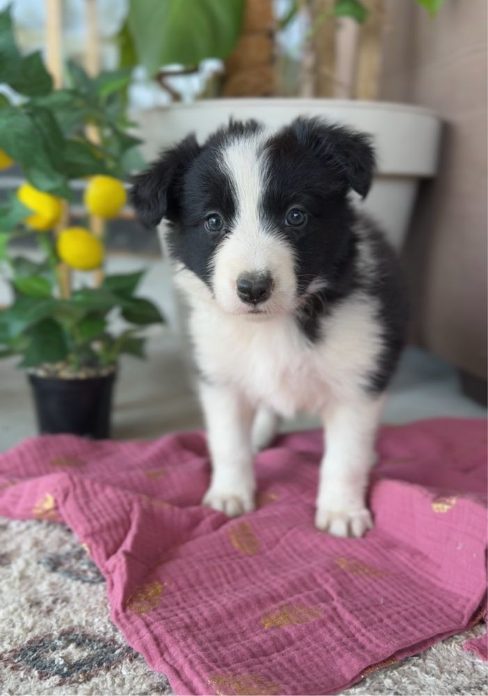 2 miesieczna suczka Border Collie