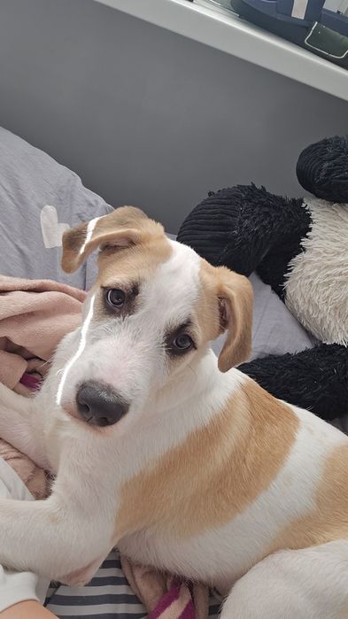 Oddam za darmo pieska