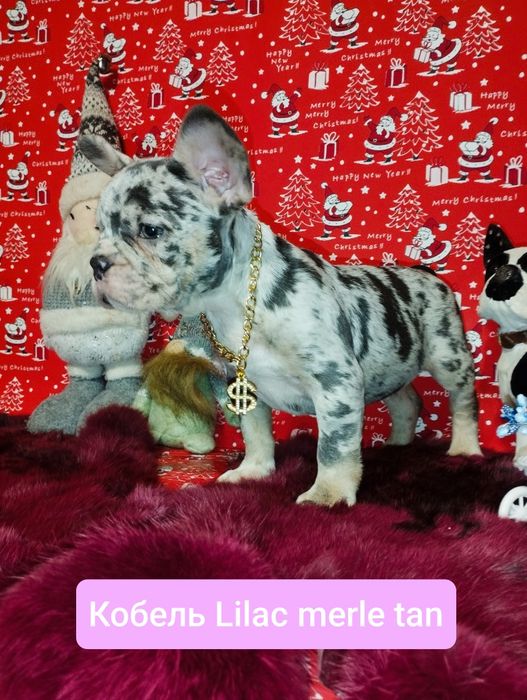 Обалденный кобелей Лилак мерле тан. Доставка по всему Миру.