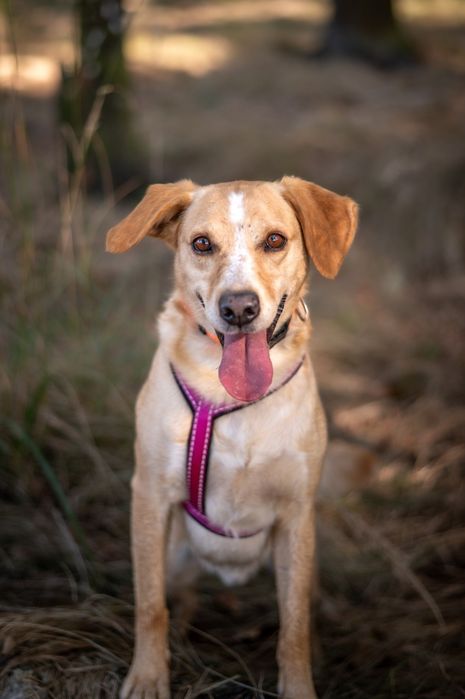 Biało beżowy pies w typie labradora szuka domu