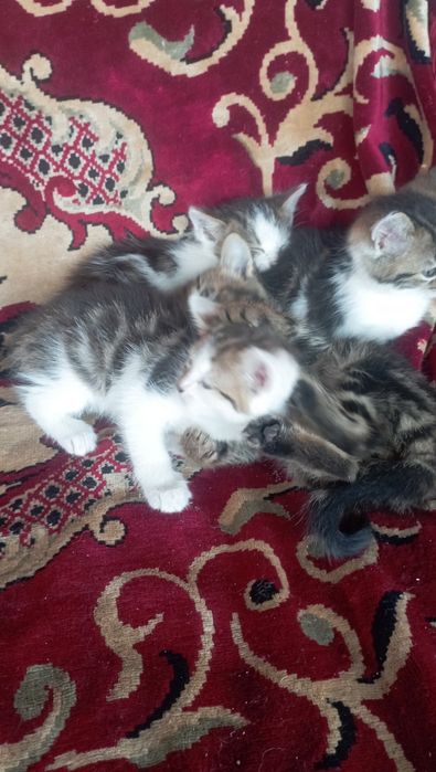 Віддам в добрі руки дівчинка і два котики,добру і люблячу сім'ю