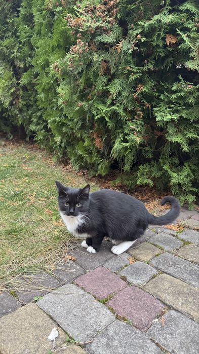 Кошенята, покинуті на дачах шукають дім