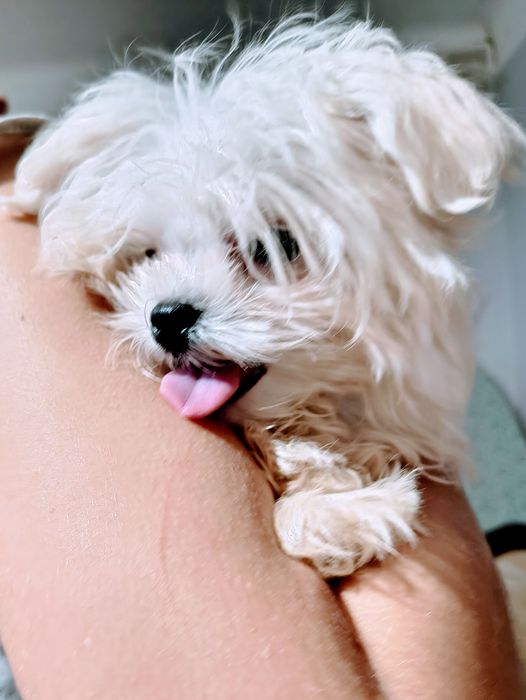 Mini sunia maltanczyk