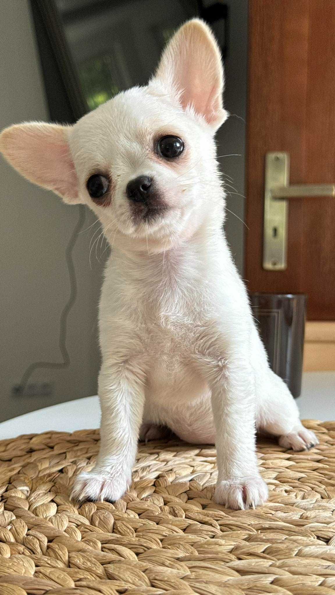Chłopczyk Chihuahua z Rodowodem Mini do 1,5kg Biały