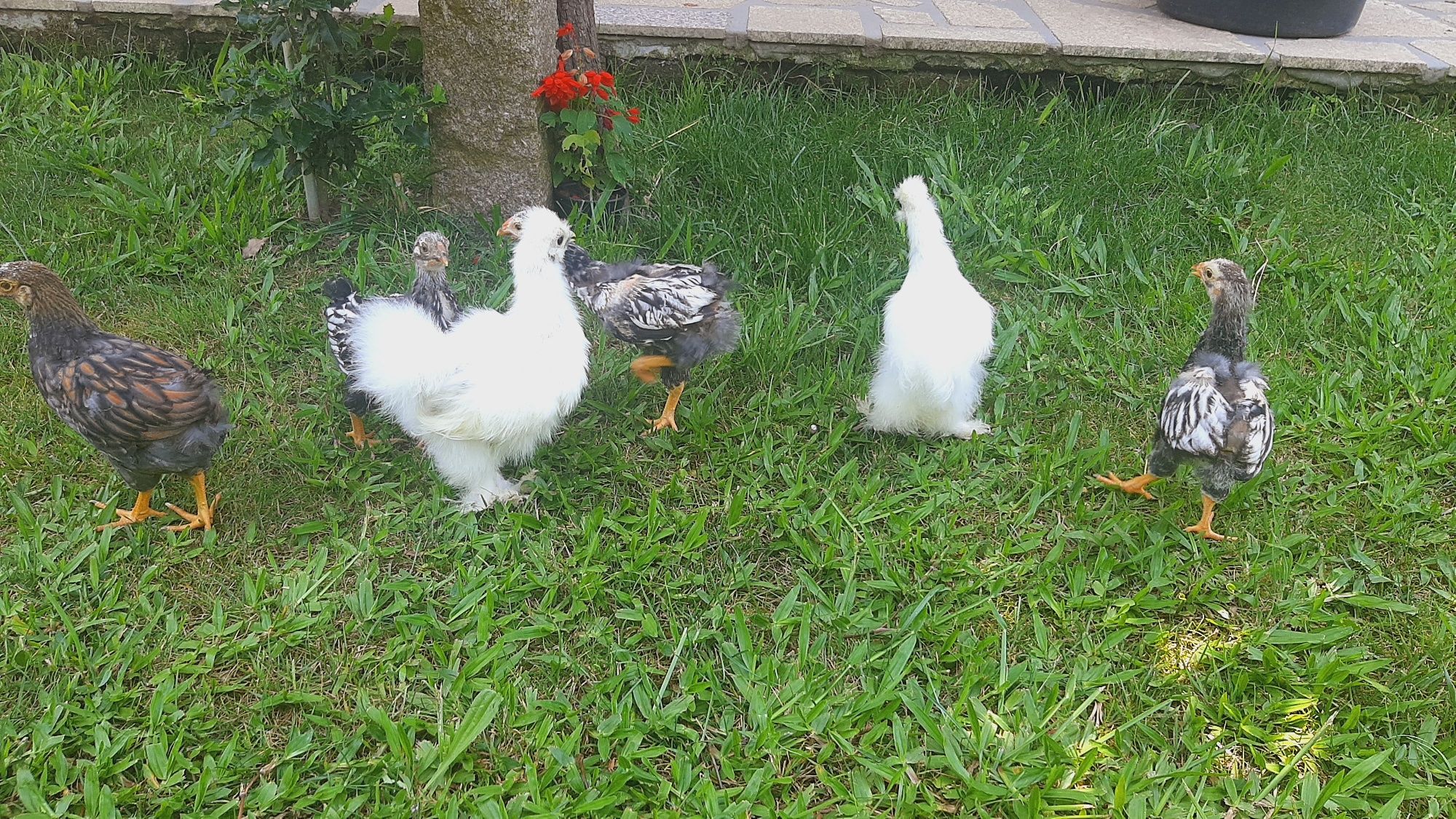 Lote sedosas e wyandottes